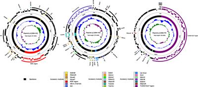 A blaSIM-1 and mcr-9.2 harboring <mark class="highlighted">Klebsiella michiganensis</mark> strain reported and genomic characteristics of <mark class="highlighted">Klebsiella michiganensis</mark>